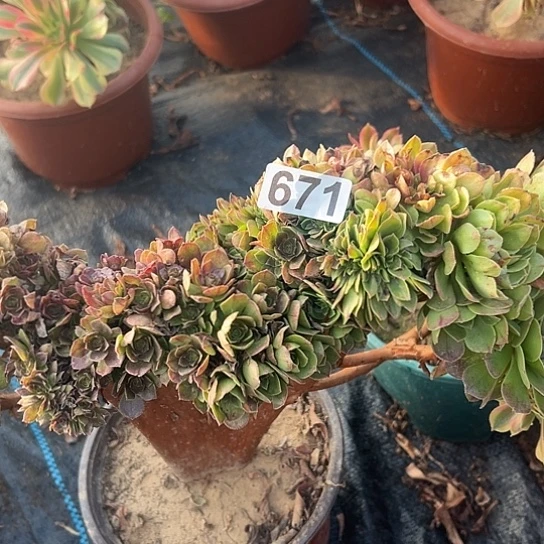 小***芸多肉植物一个万追