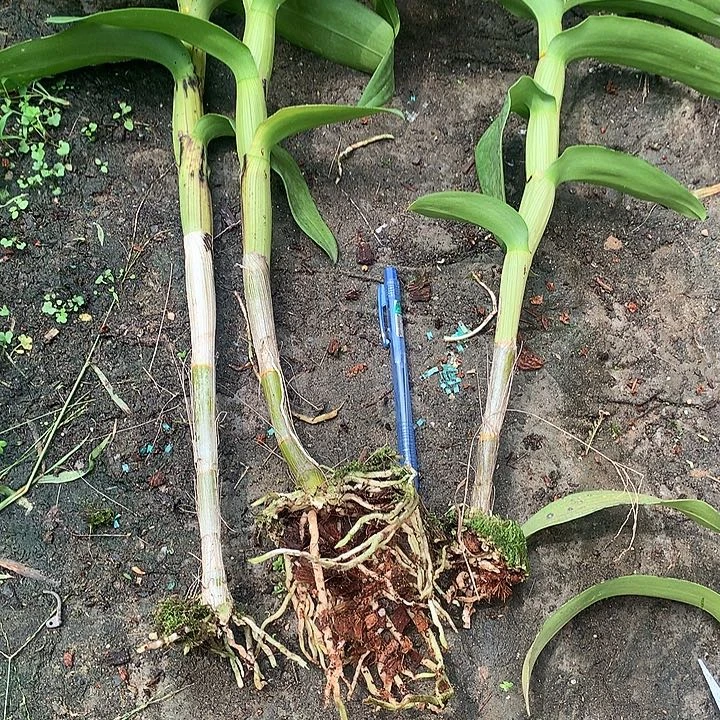 当前无花栽培后可以开花渣男红3个大壮前路苗