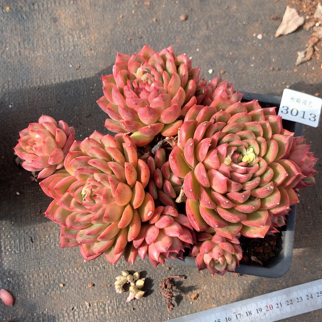 百*3013不包掉头价杂交多肉