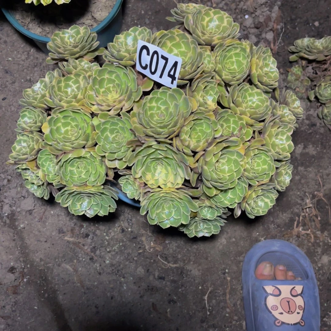 粉花妖16///15包邮