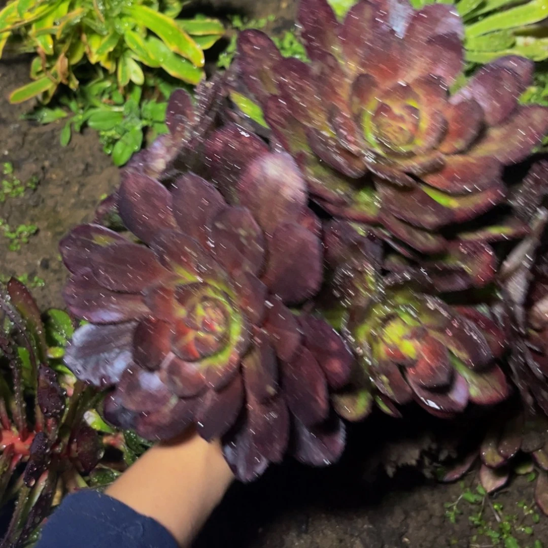 花月夜多肉植物捧花的