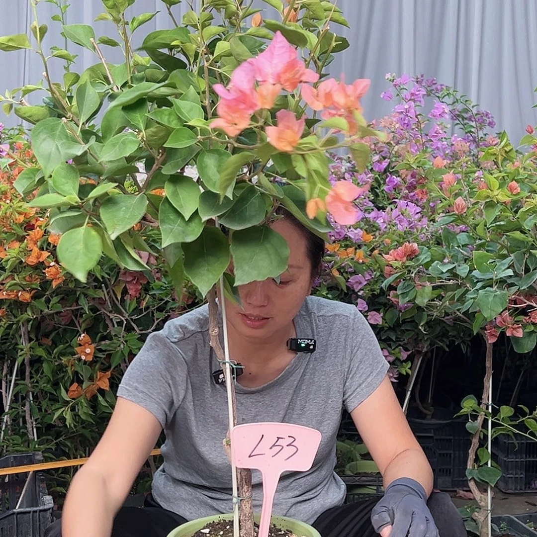 爱***店当前无花栽培后可以开花L53波妹