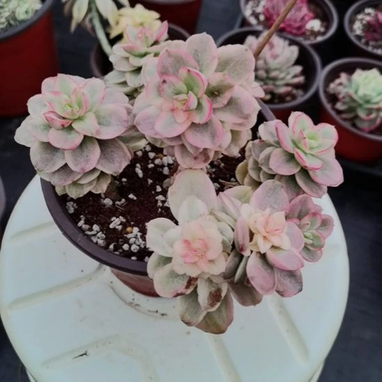 红梅超白锦（有断枝痕）