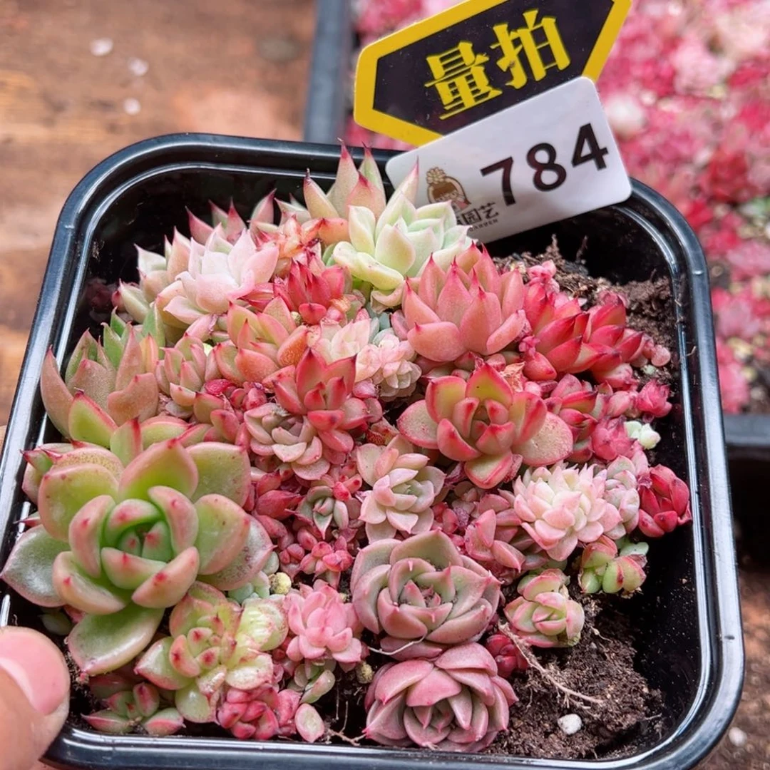 多肉植物多肉植物n