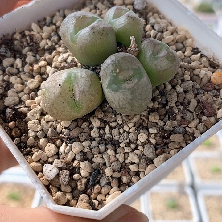 一物一拍毛杂送奶工