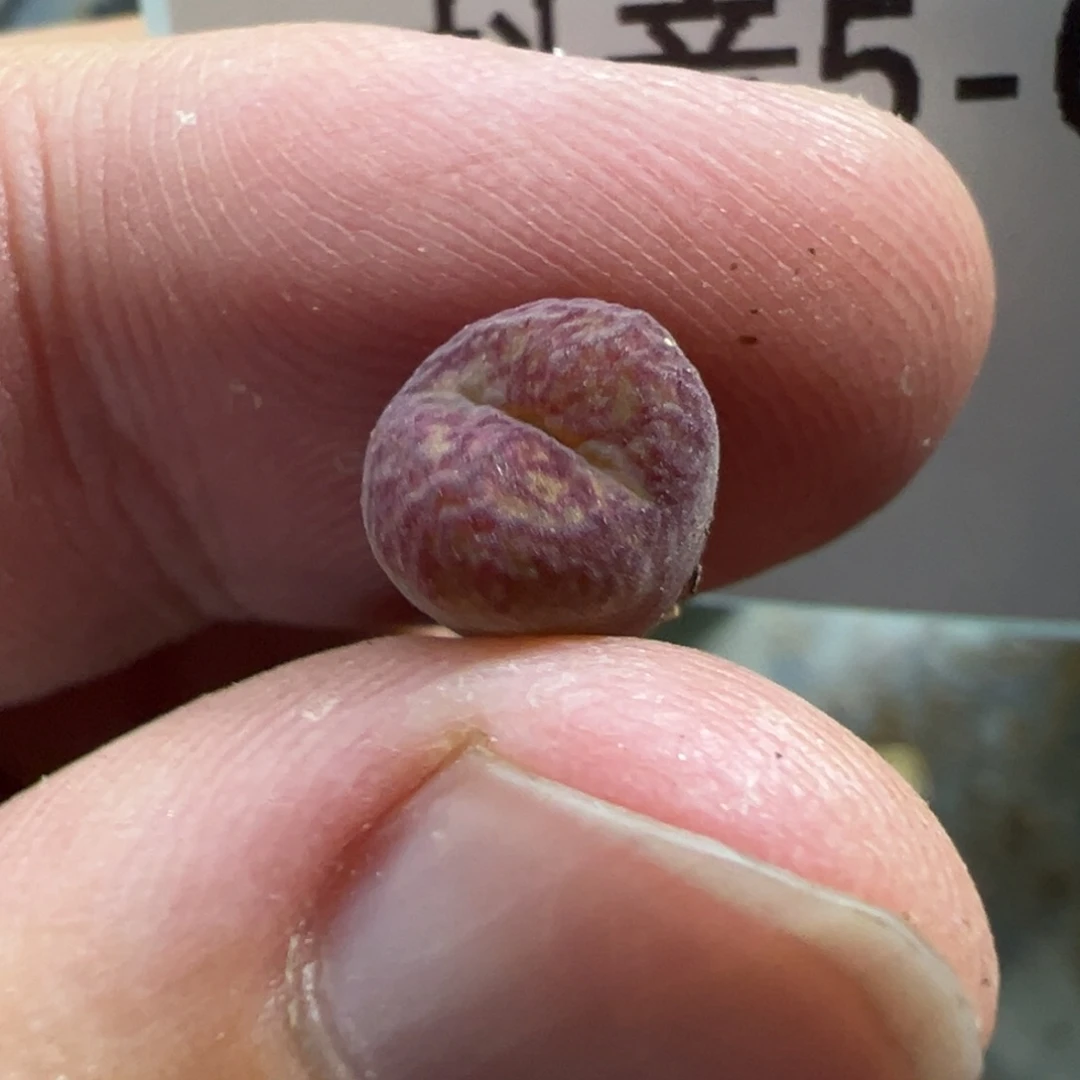 5-05墨杂多肉植物