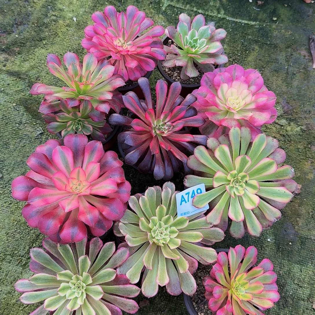 749套餐10个单头555