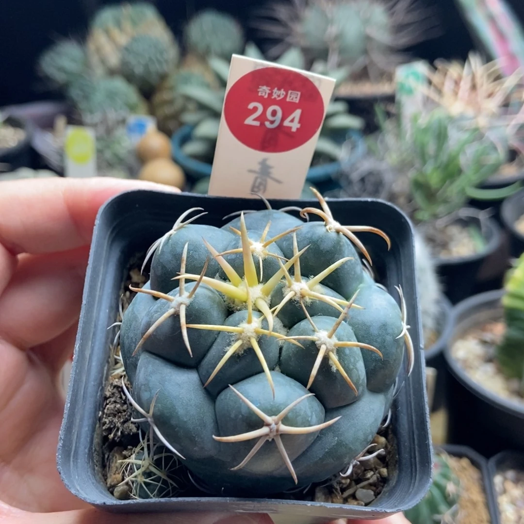 实生豪刺安宅象牙5.6cm