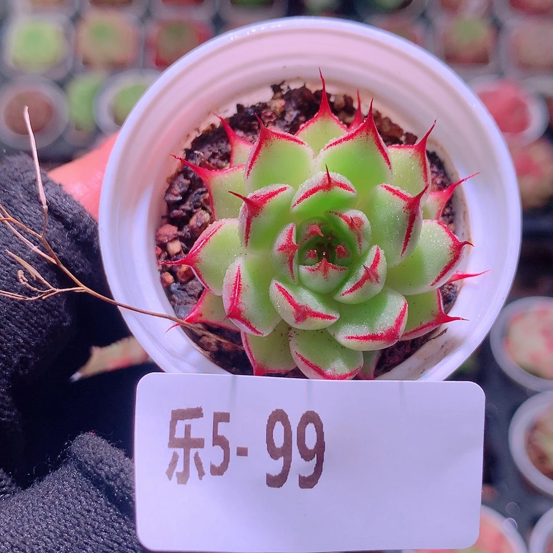 乐然5-99 新品单头