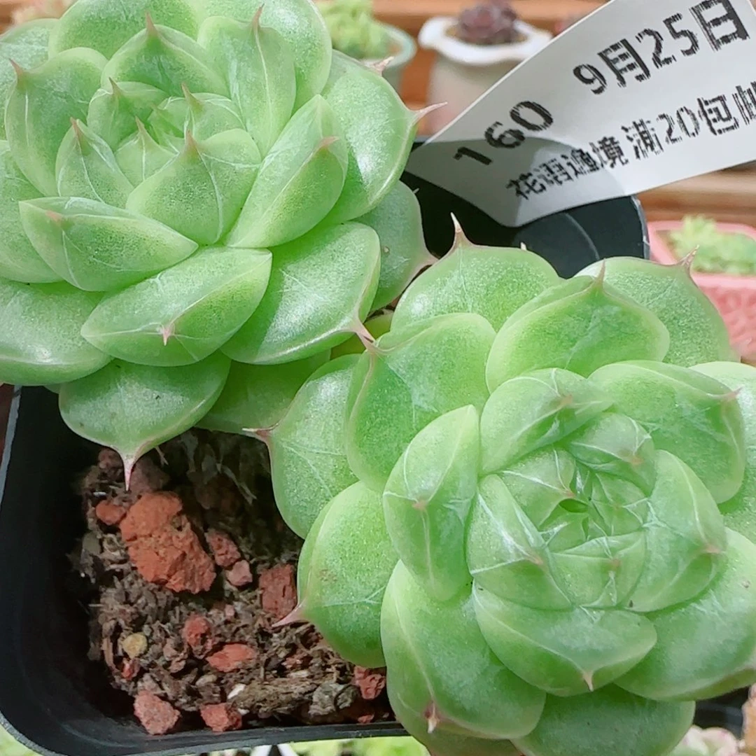 花语逸镜0925-160包子散