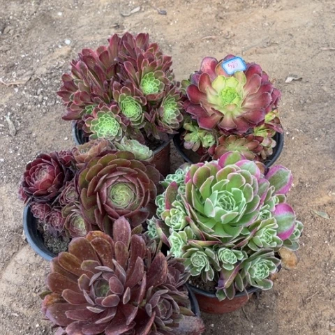 585多肉植物组合