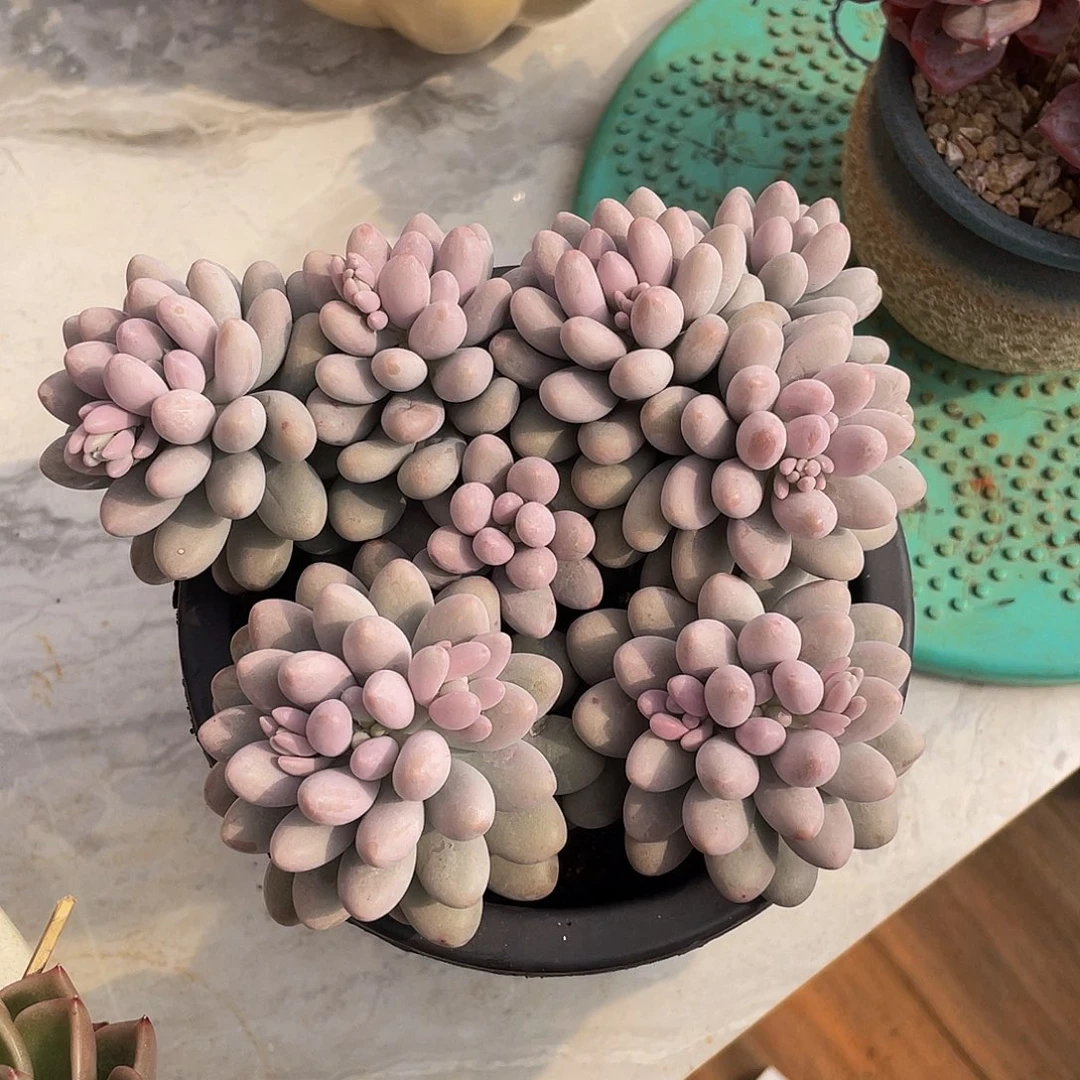 ~**～汤圆群生多肉多肉