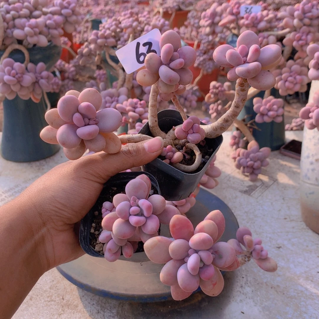 63一物一拍桃蛋两颗