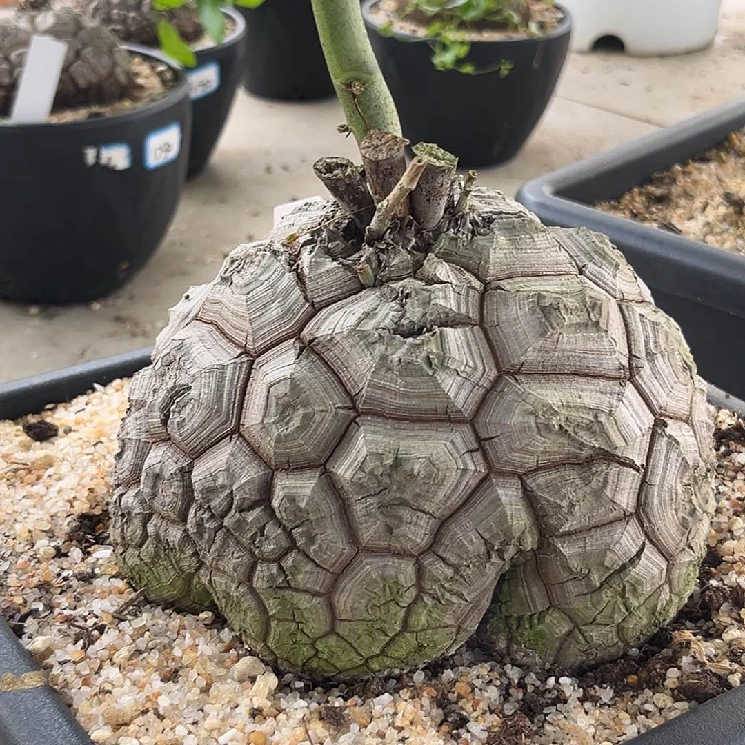 汤圆植物龟甲龙17公分福利出