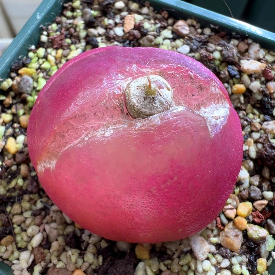 470。红灯泡 奶奶大母本。4厘米