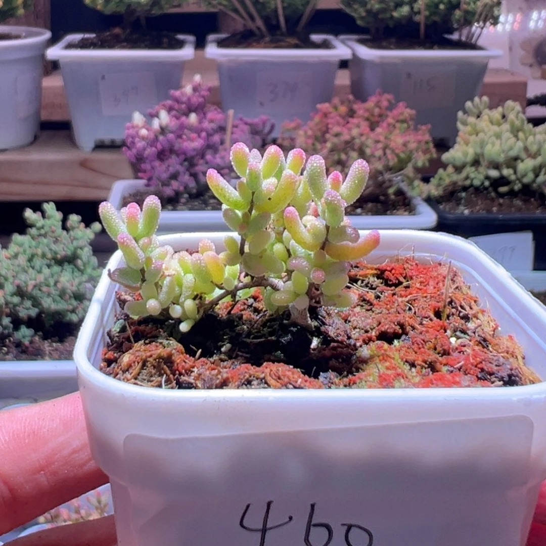 对***人460米粒锦一物一拍包开箱