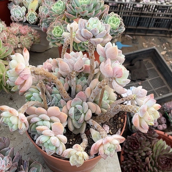 薇***薇露凝香多肉植物群生