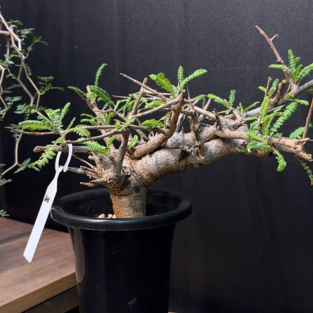 尼勒达乳香熟桩带盆土