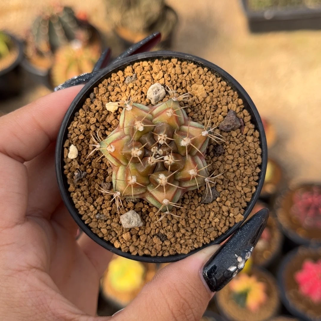 穹顶米哈锦 带盆土发货