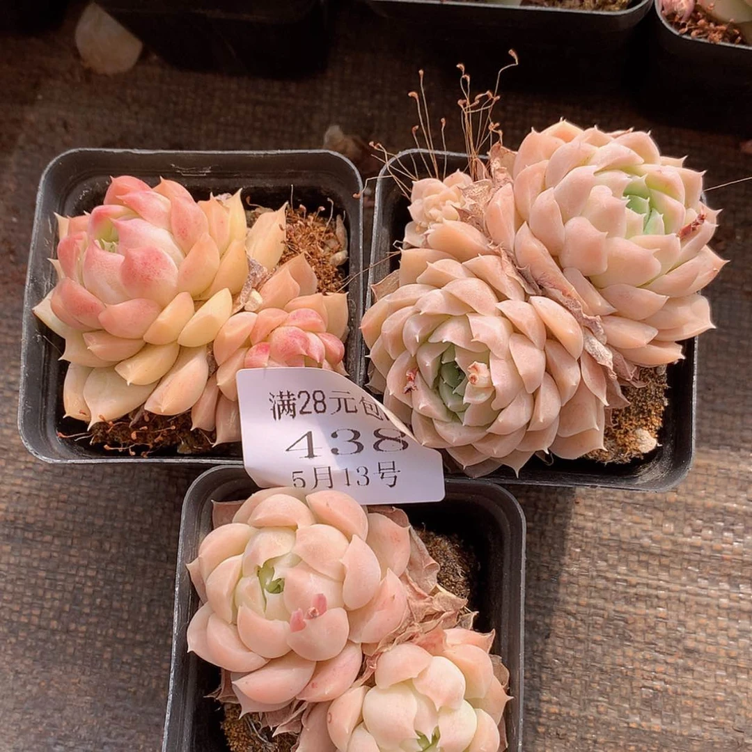 【闪购商品】云438号