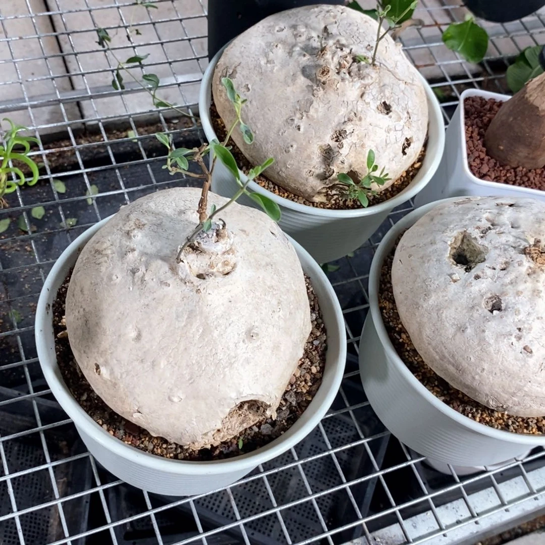 白皮罗摩多肉植物