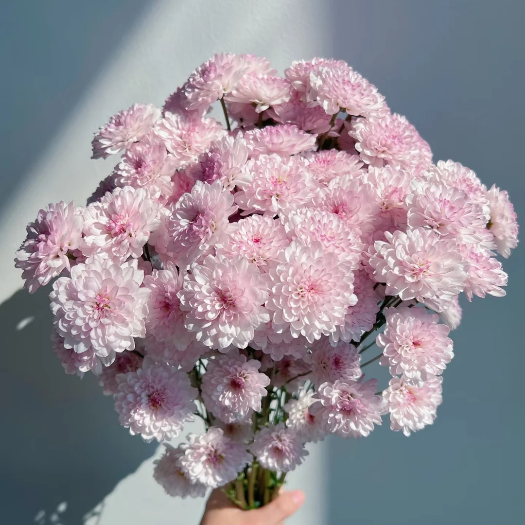 【南农飞雪】小菊家用鲜花/花束   云南鲜花基地直发