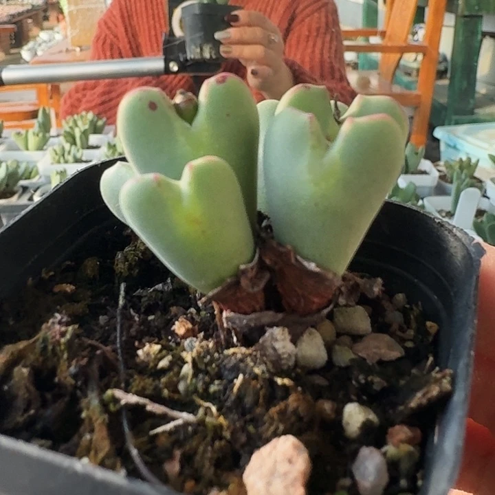 少将多肉一物一拍122