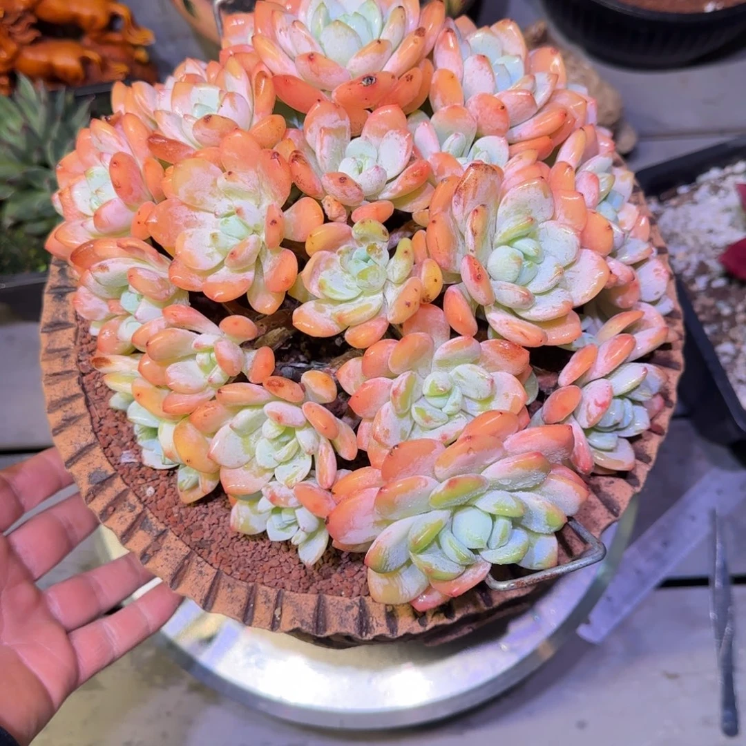 圆叶冷香多肉植物一物一拍