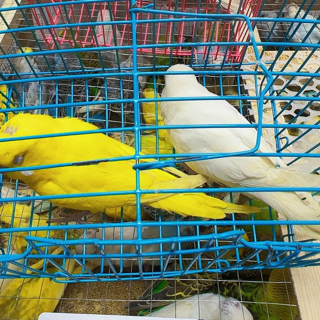 滢***财虎皮鹦鹉红眼两只
