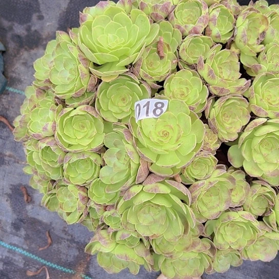 烨***霞多肉植物一个沙拉碗