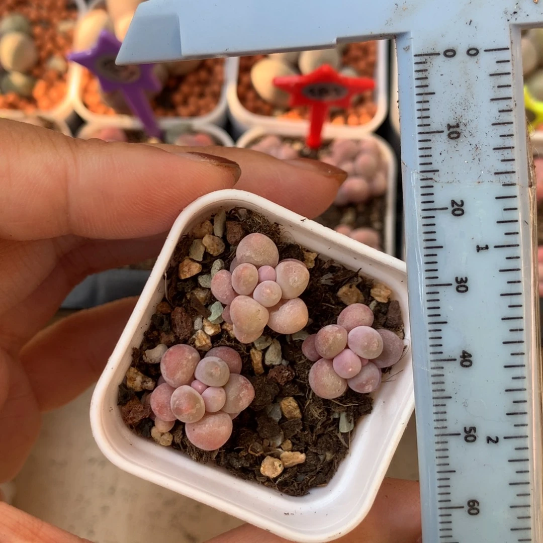 忘***草樱花奶 不凑满28元发一片叶 不售后 到付