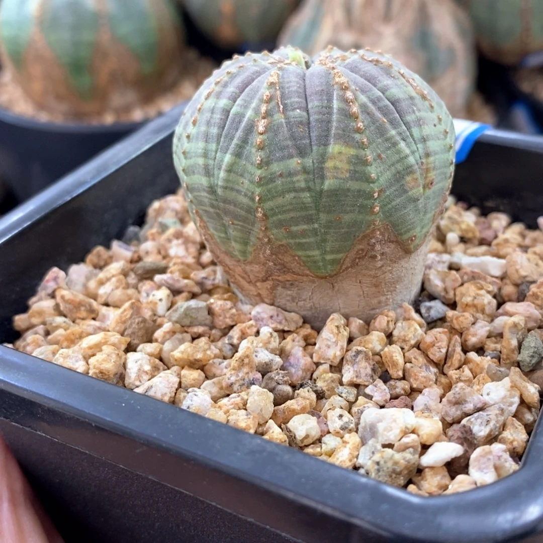 欧系实生布纹球多肉植物