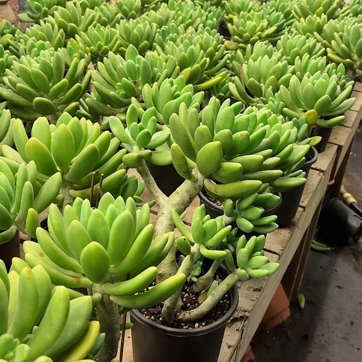 金蝉老桩高庄粗腿清货价