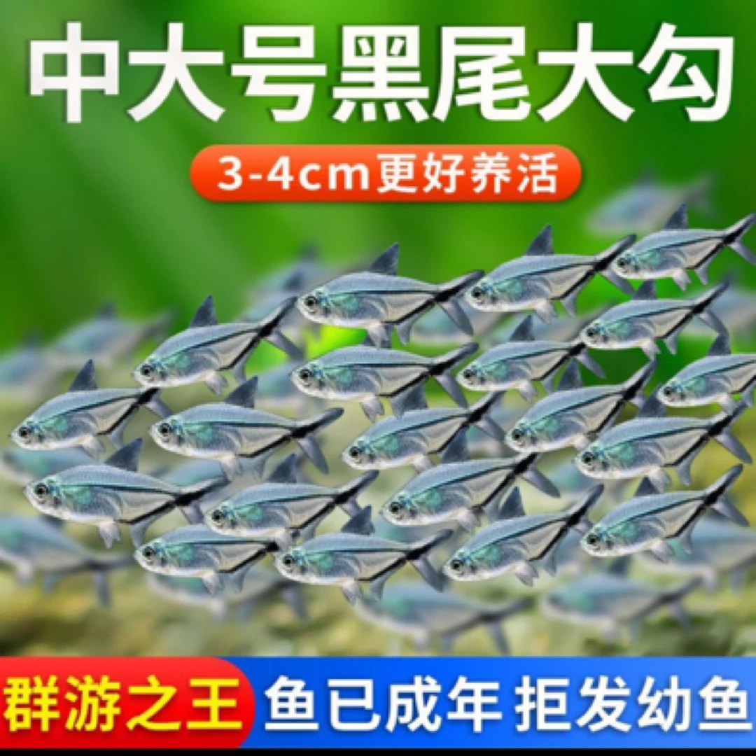 超大黑尾大勾灯科鱼群游观赏鱼草缸热带鱼活体易饲养耐活便宜