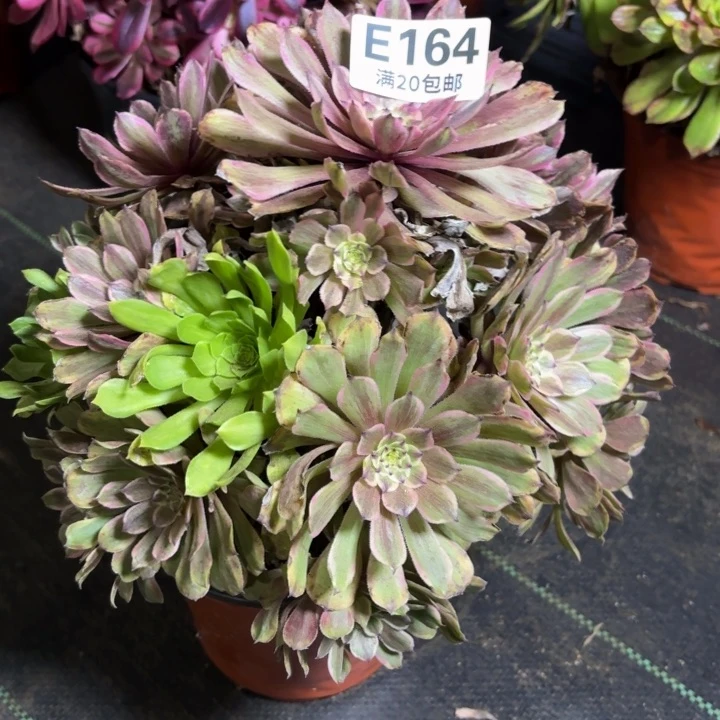 瑞妈一物一拍164