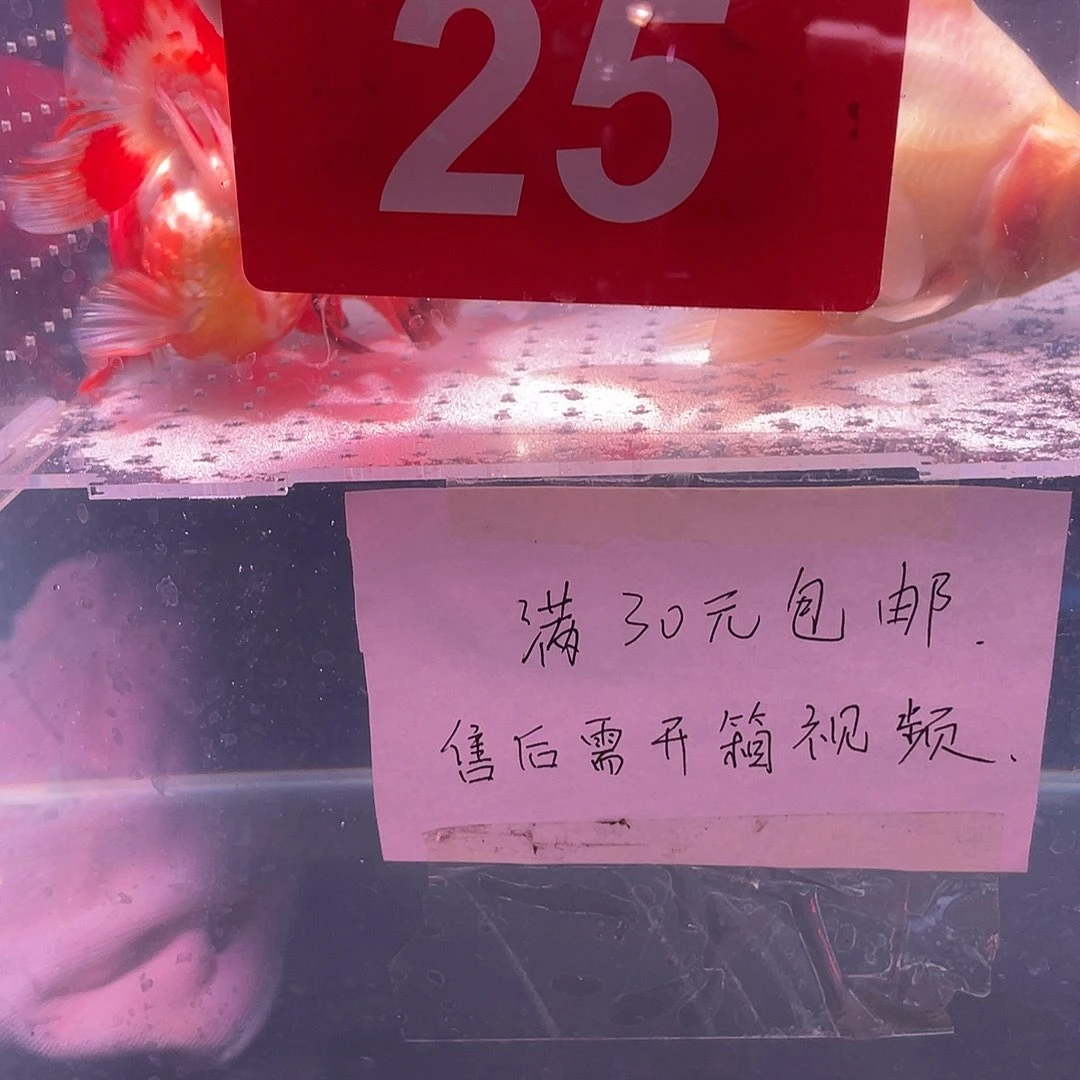 红虎头鱼冷水活体鎏金好养活