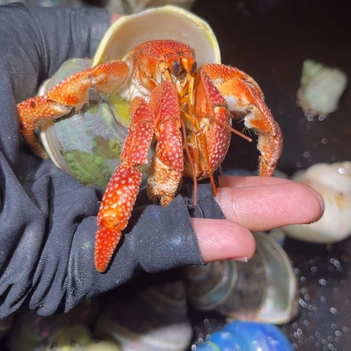 中国大陆寄居蟹陆生寄居蟹毛球3口