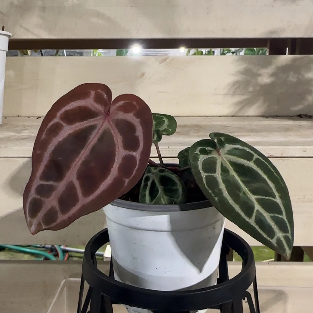 无花朵红水晶花烛