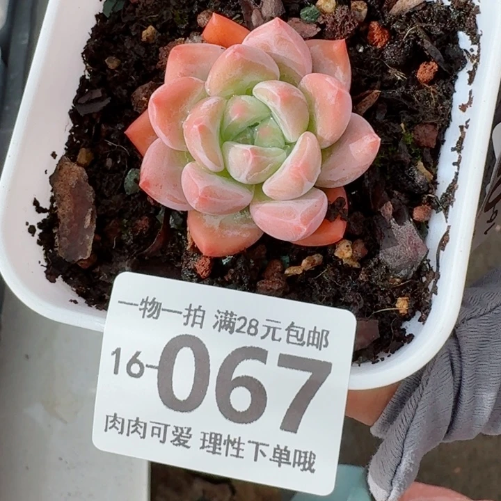 蛋吉无盆土发货多