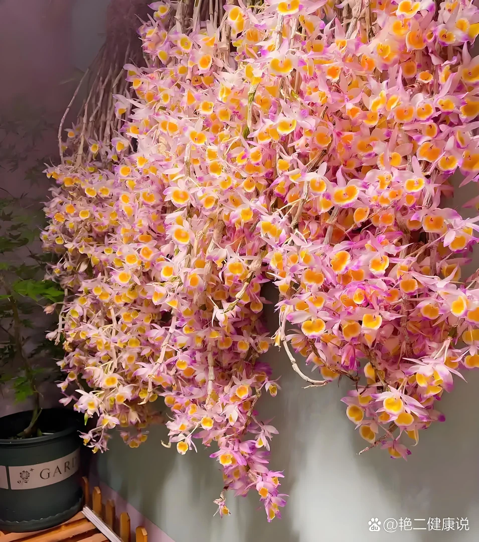 无品牌杯鞘石斛花