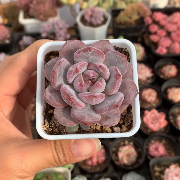 精控石榴籽多肉单头