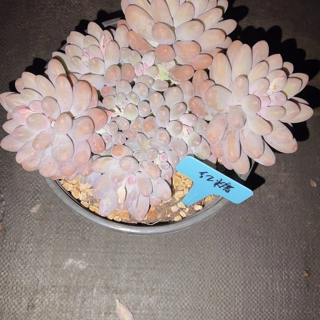 特别好看特别好看