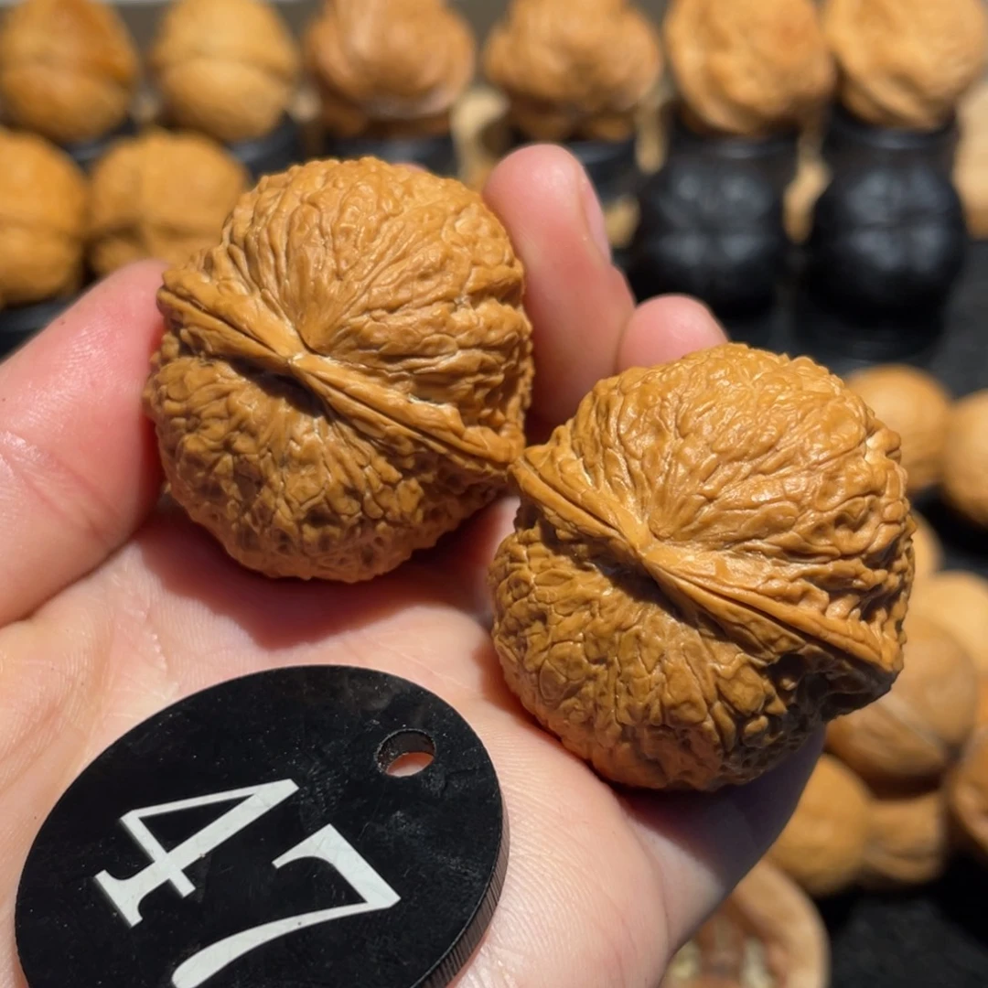 铁绣球微彩38。