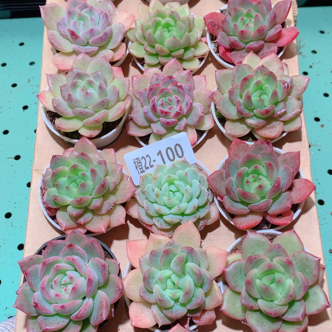 22-100一物一拍多肉带盆18颗