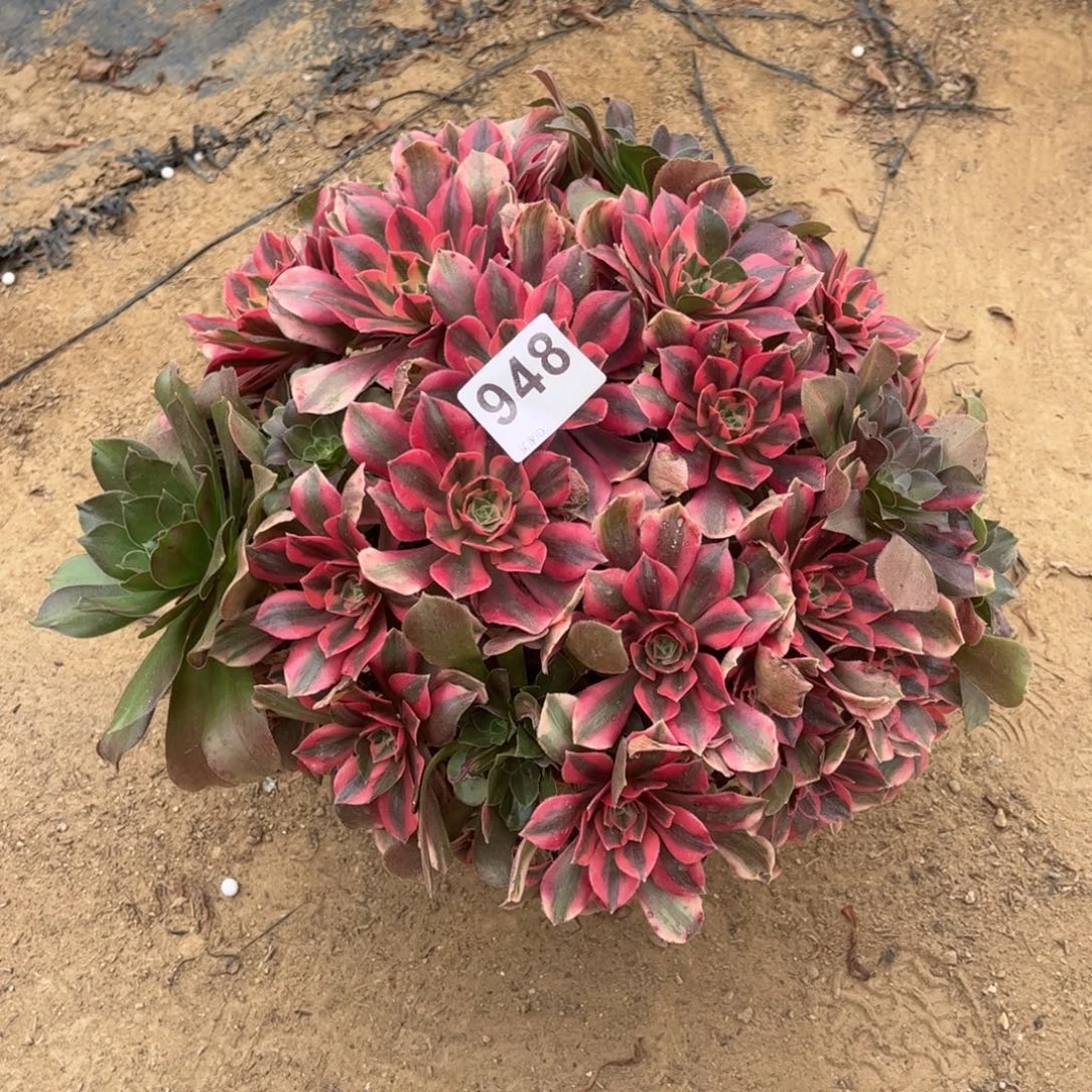 粉女妖948不包断枝