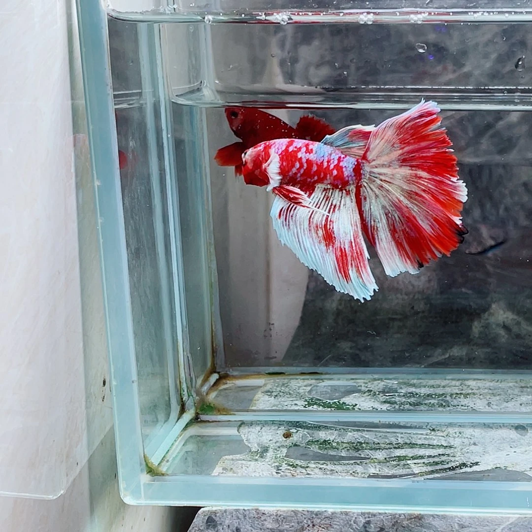 斗鱼巴塞龙半月啊啊啊