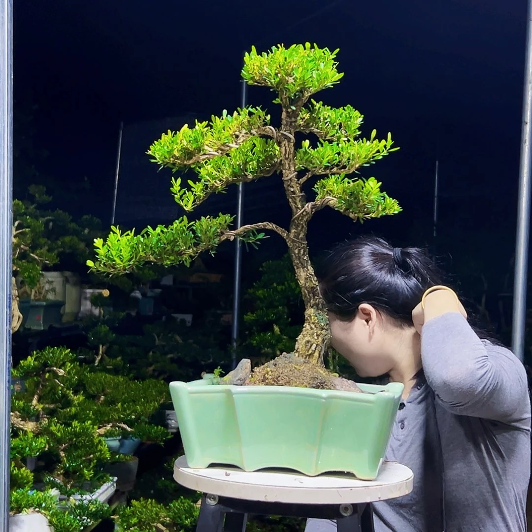 完全开放黄杨木