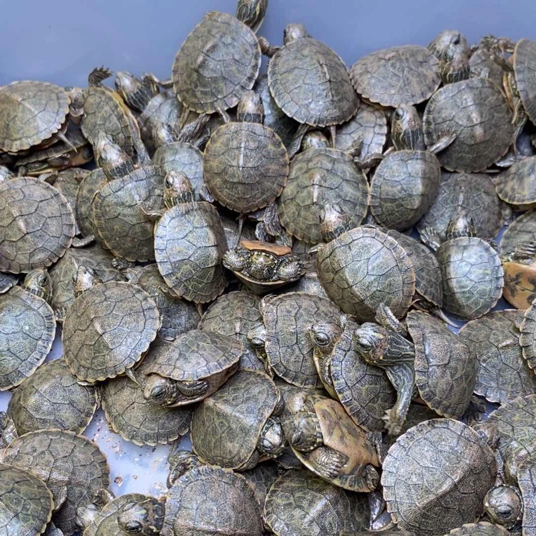 母宠物龟全品火焰1只