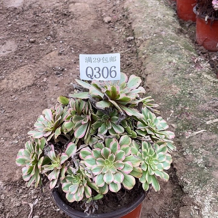 306花脸粉黛多肉植物