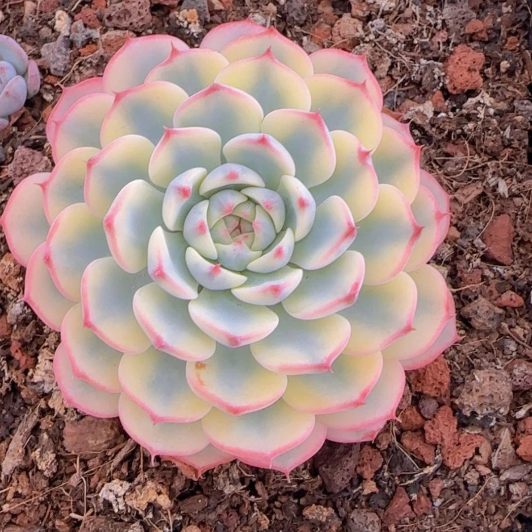 【闪购商品】姬莲锦2颗